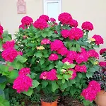 Bellavista Alba, Alba (Piedmont)