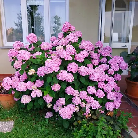 Bellavista Alba, Bed & Breakfast 4*