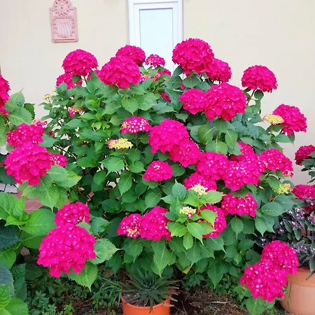 Bellavista Alba, Alba (Piedmont)